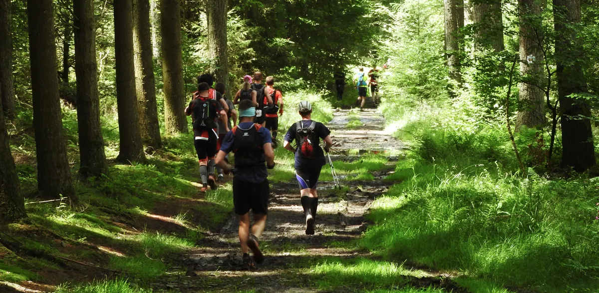Groupe de marcheurs vus de dos sur un sentier arboré